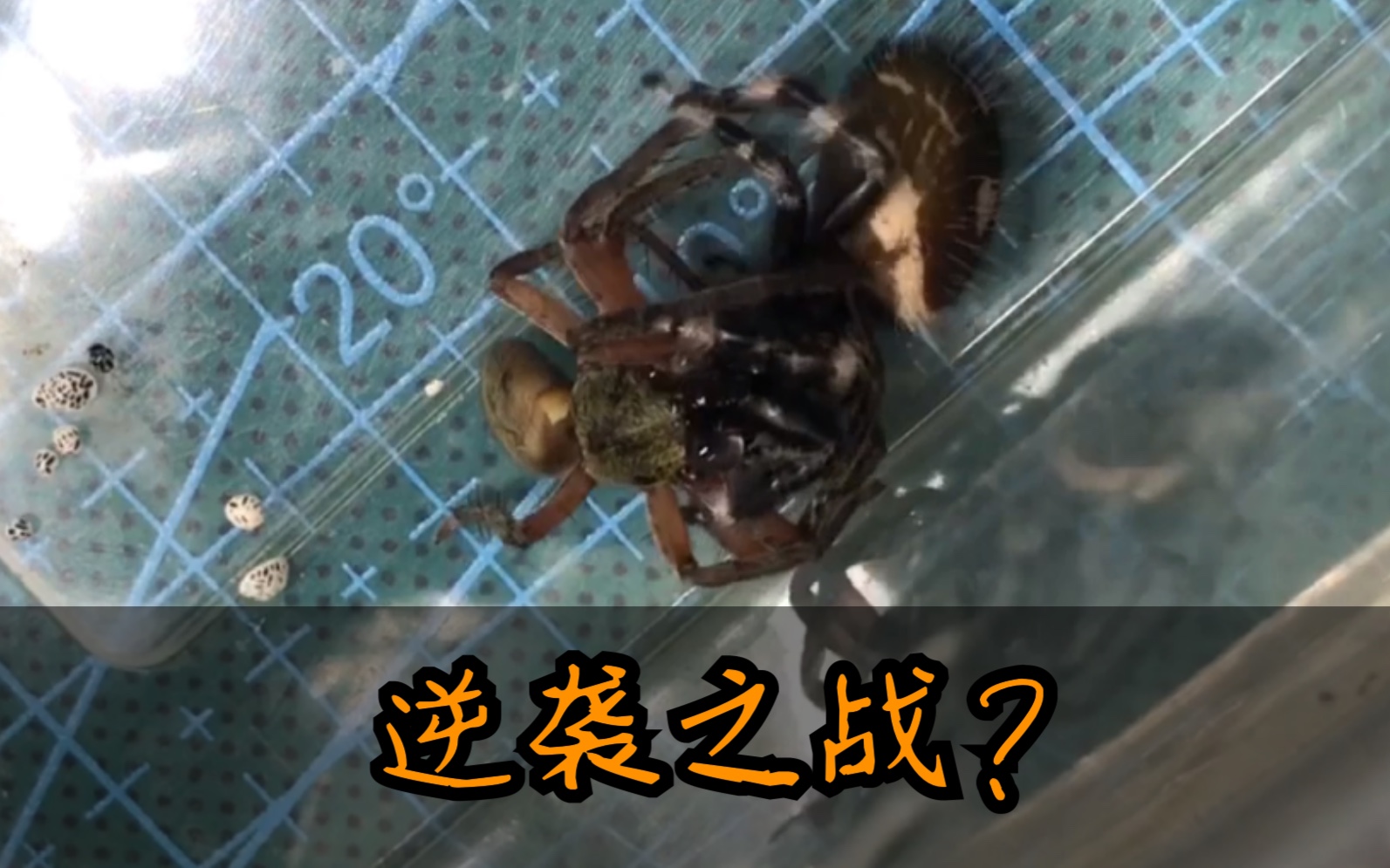 活动作品非捕日常佛罗里达跳蛛vs离塞蛛