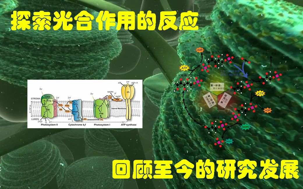 【研究故事】从光合作用的研究到人工合成的淀粉(上)哔哩哔哩bilibili