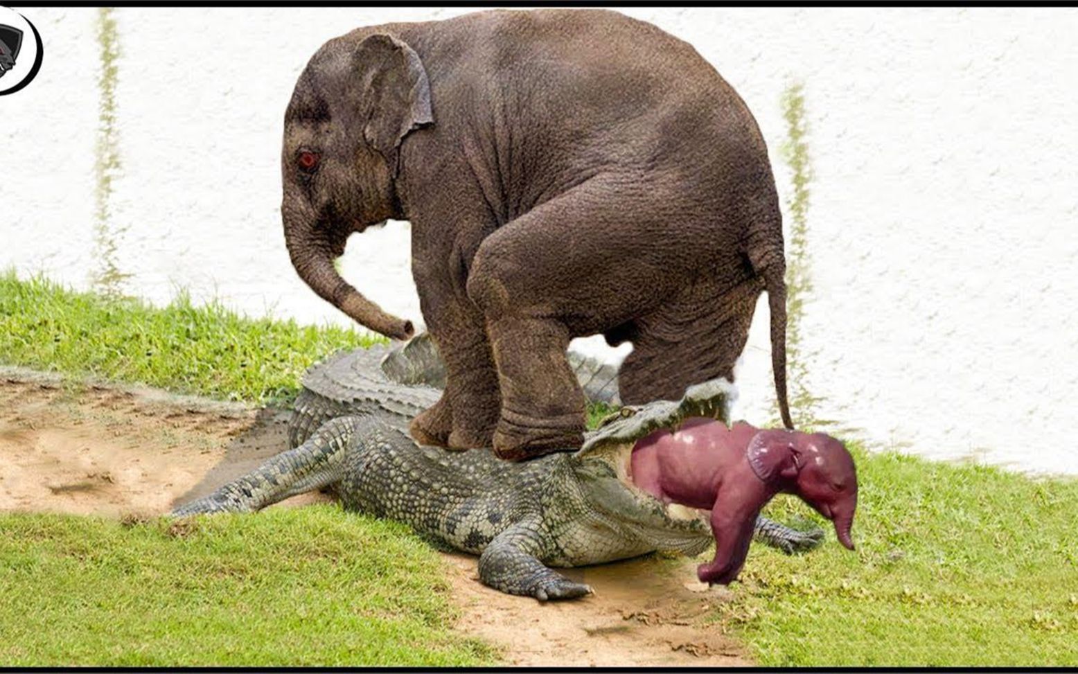 伟大的大象妈妈打败鳄鱼拯救了她的孩子-神奇的动物拯救时刻!