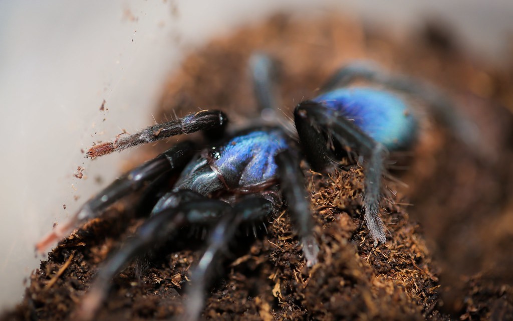 柠檬蓝色妖姬小介绍迷幻闪耀的蓝色十分稀少的小蜘蛛▽