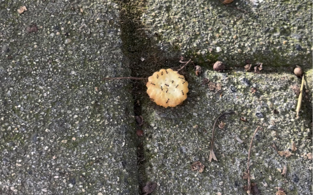 放学路上的蚂蚁搬饼干