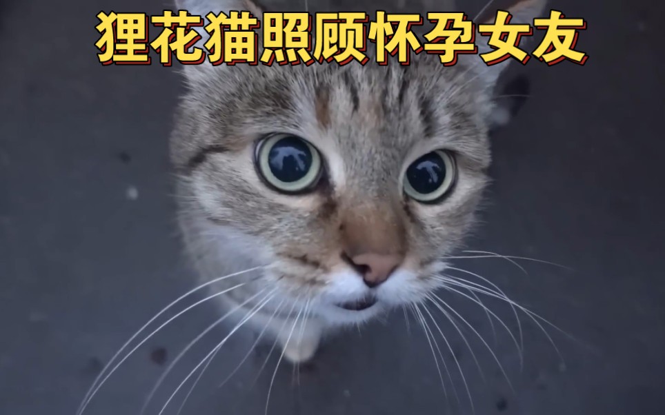 [图]流浪的狸花猫拦路为怀孕的女友要吃的，猫咪间纯粹的爱情让人嫉妒又羡慕