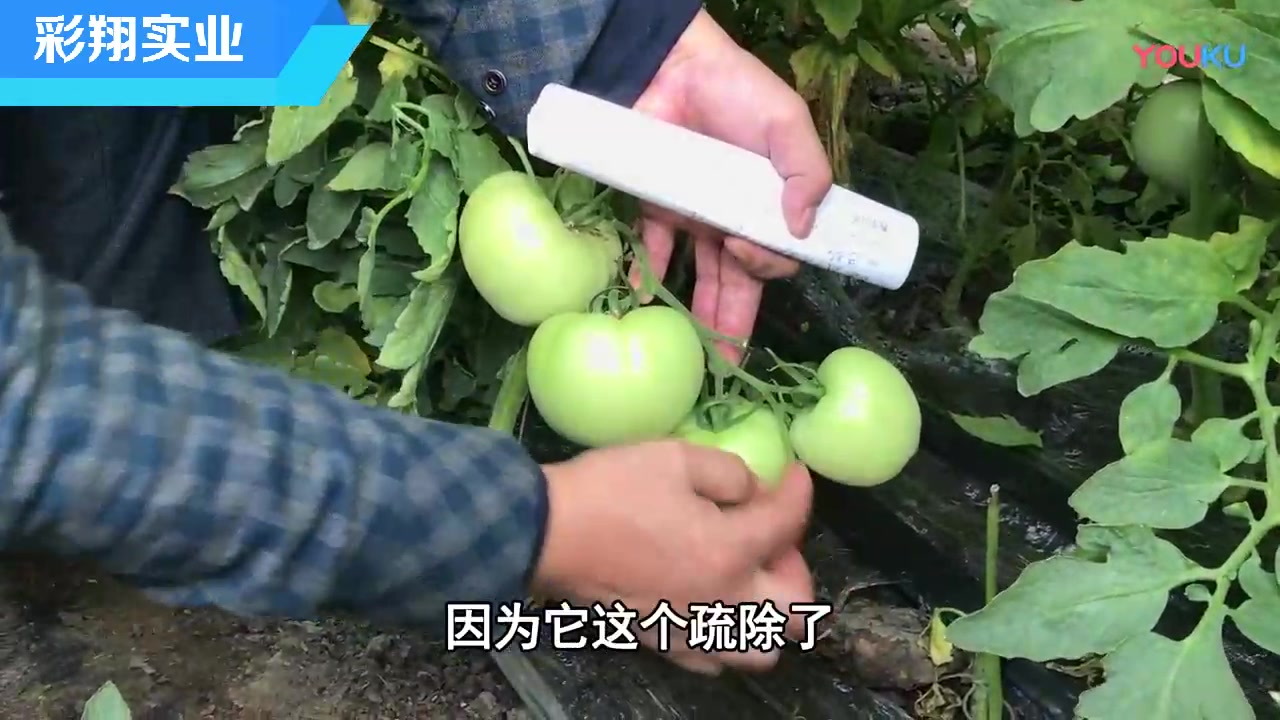 彩翔农业大棚番茄高产种植2哔哩哔哩bilibili