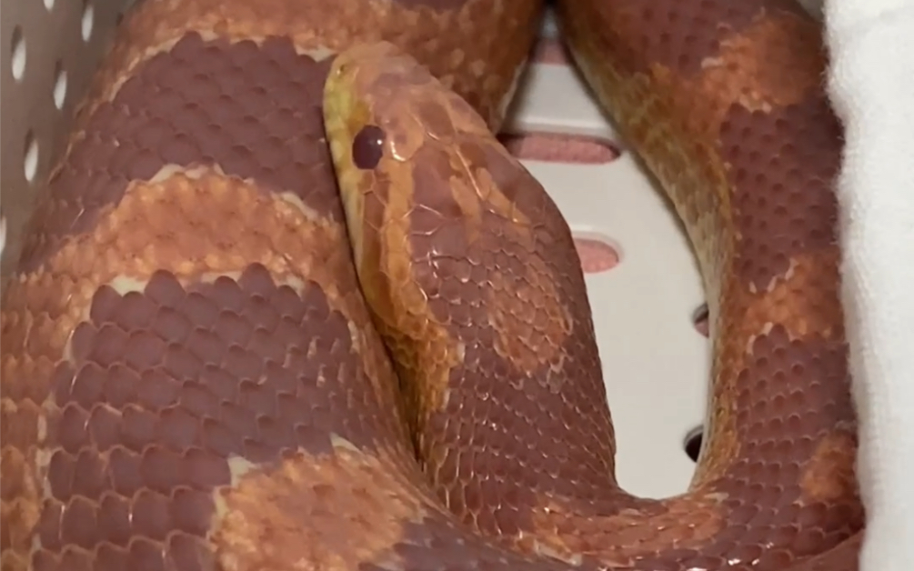 玉米蛇蜕皮,蒙眼到清眼到蜕皮结束的翻新过程～蛇蜕展示环节在后面