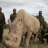 又一物种灭绝！唯一雄性北方白犀牛离世，魂归肯尼亚