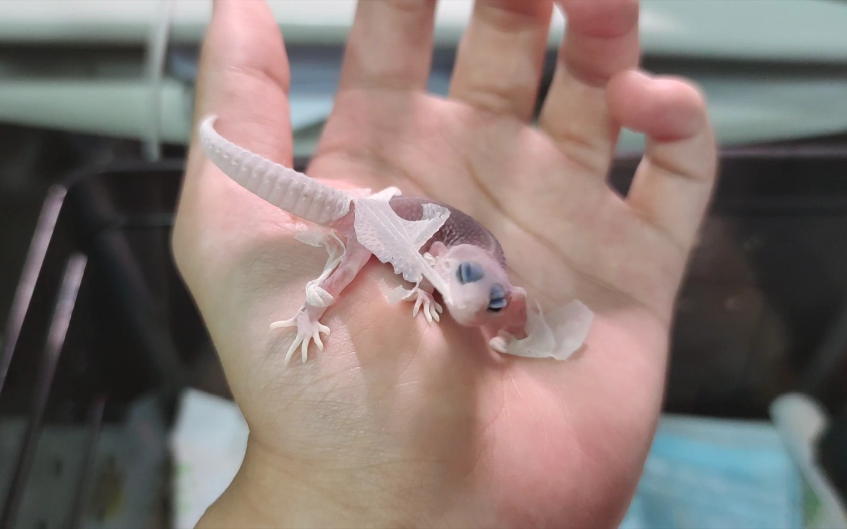 一只在主人手上蜕皮的守宫