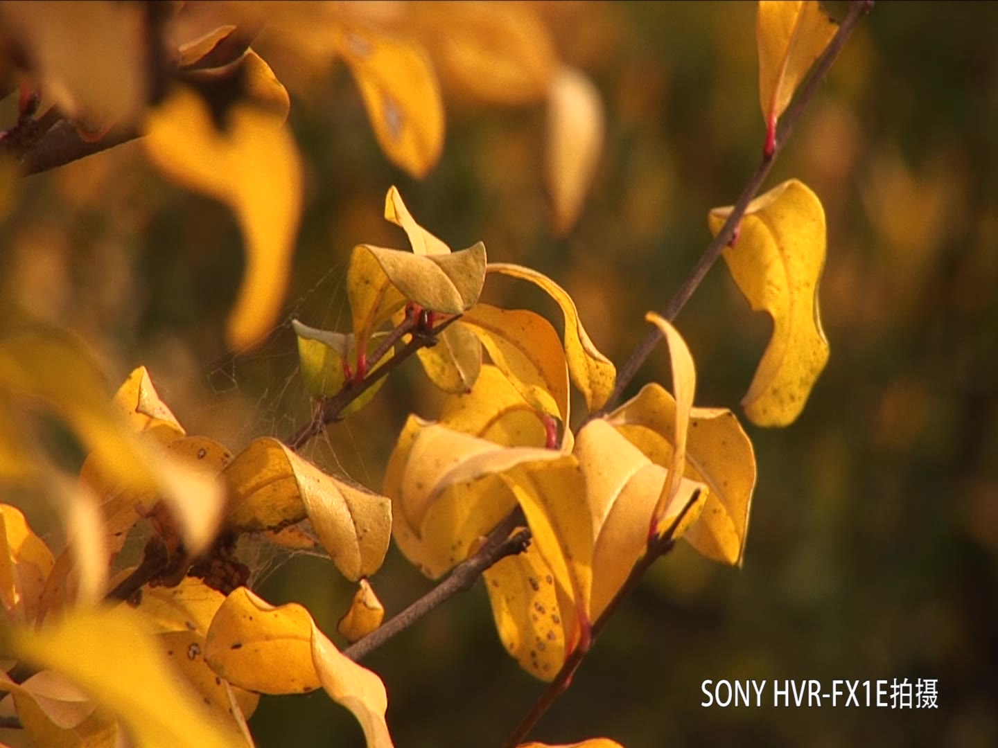 【极简摄像】一年好风景最是秋色时SONY HVR FX1E高清磁带摄像机试拍哔哩哔哩bilibili