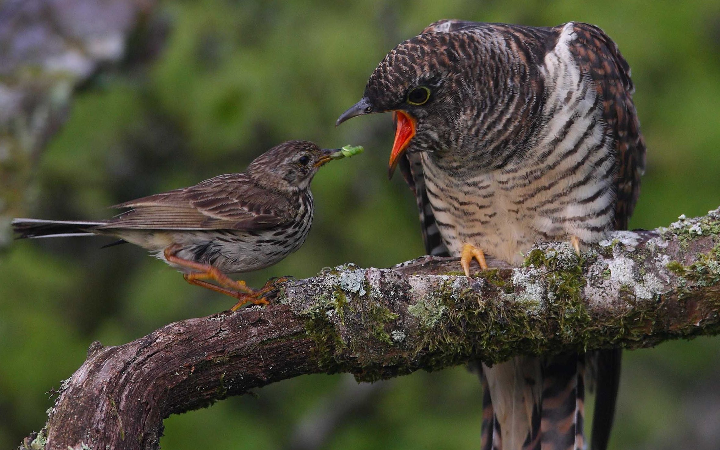 活动作品残忍杜鹃鸟刚出壳就杀死了宿主所有幼鸟