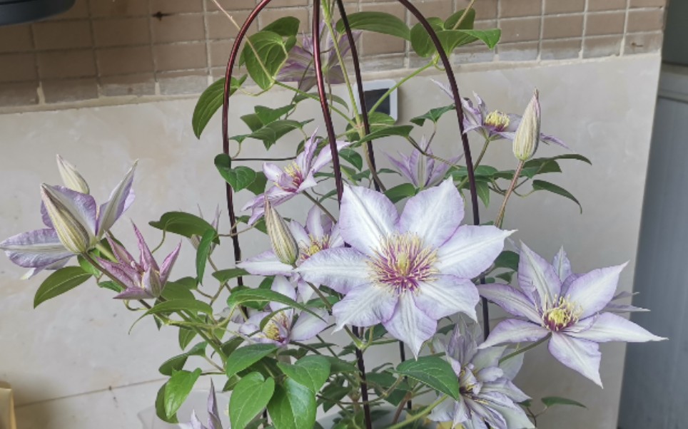 铁线莲撒玛利亚乔终于养爆盆了