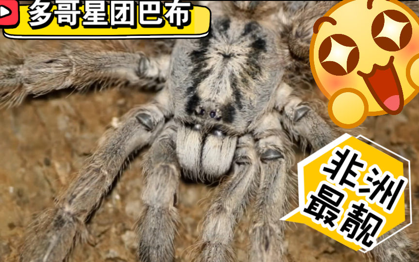 【爬物影剪26】 不大刑,华丽雨林巴布捕鸟蛛野采,西非加纳共和国多哥