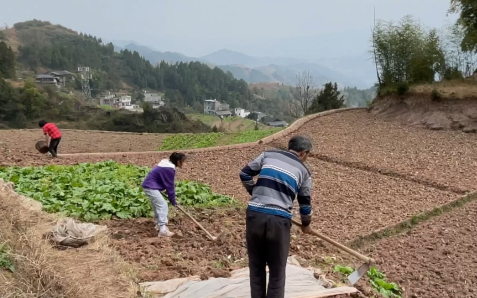 [图]春播即到，先把红薯种下地