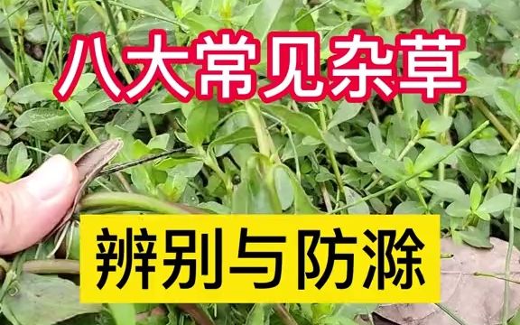 【了解三农】怎么防滁这8大常见杂草的方法来了哔哩哔哩bilibili