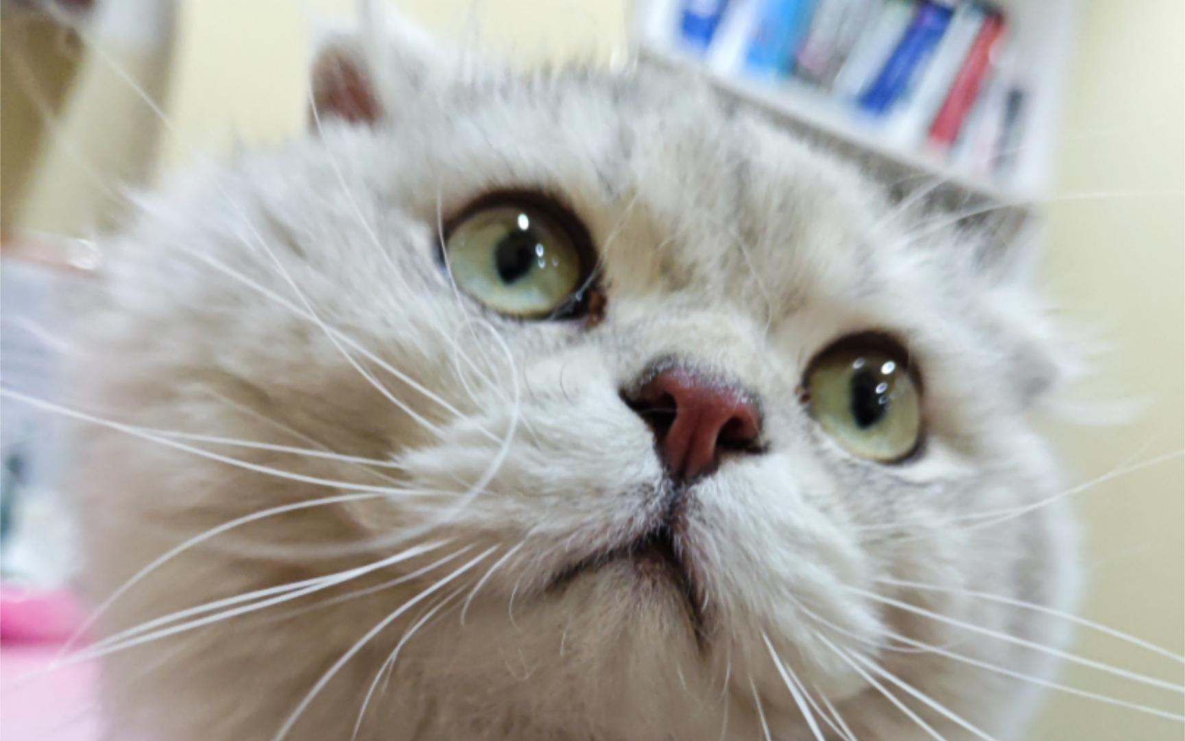 又捡到猫了|61ω61`) 还是折耳银渐层