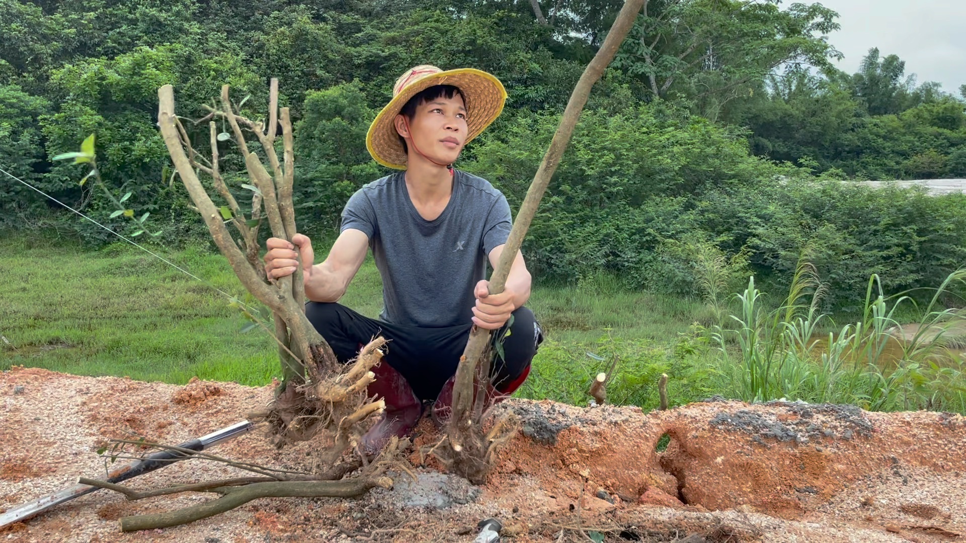 山桔又称东风桔,一种很好的盆景素材,家里值得种植一颗-农村深仔-农村