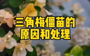 下载视频: 造成三角梅僵苗的原因和处理方法#三角梅的养护#花开富贵好运来 #园艺生活 #我的种植日常#好看的花一定要分享给你#芳菲苑F