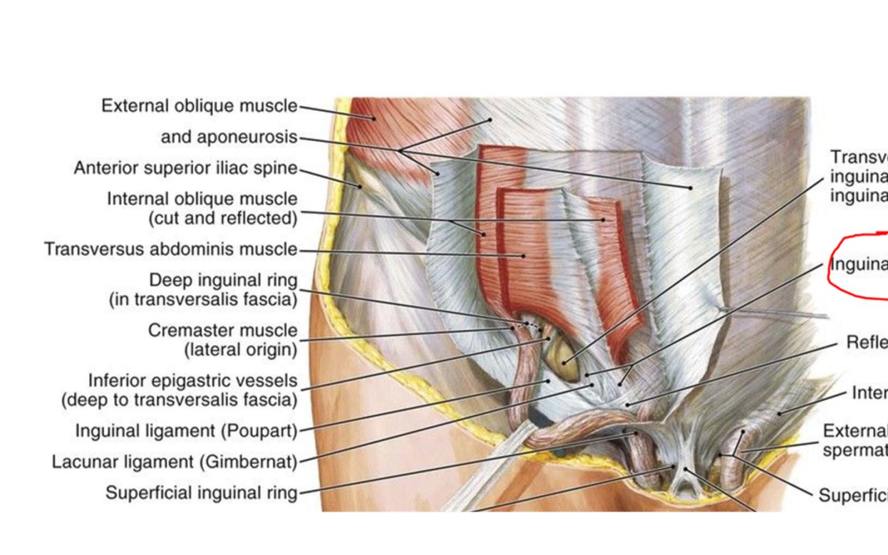 动物腹股沟管图片