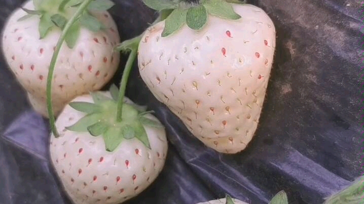 白蜜香草莓_哔哩哔哩_bilibili