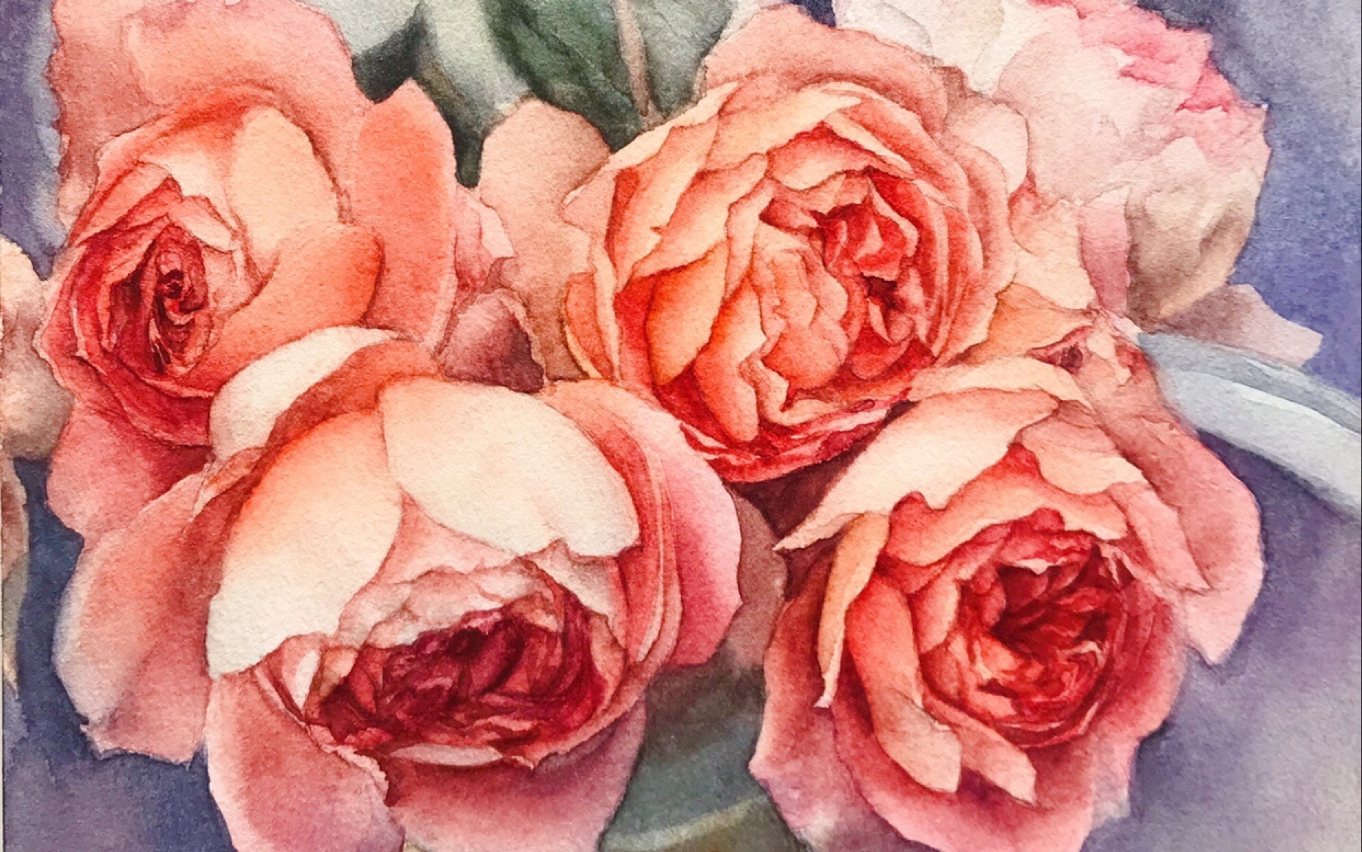 水彩画《粉色玫瑰》