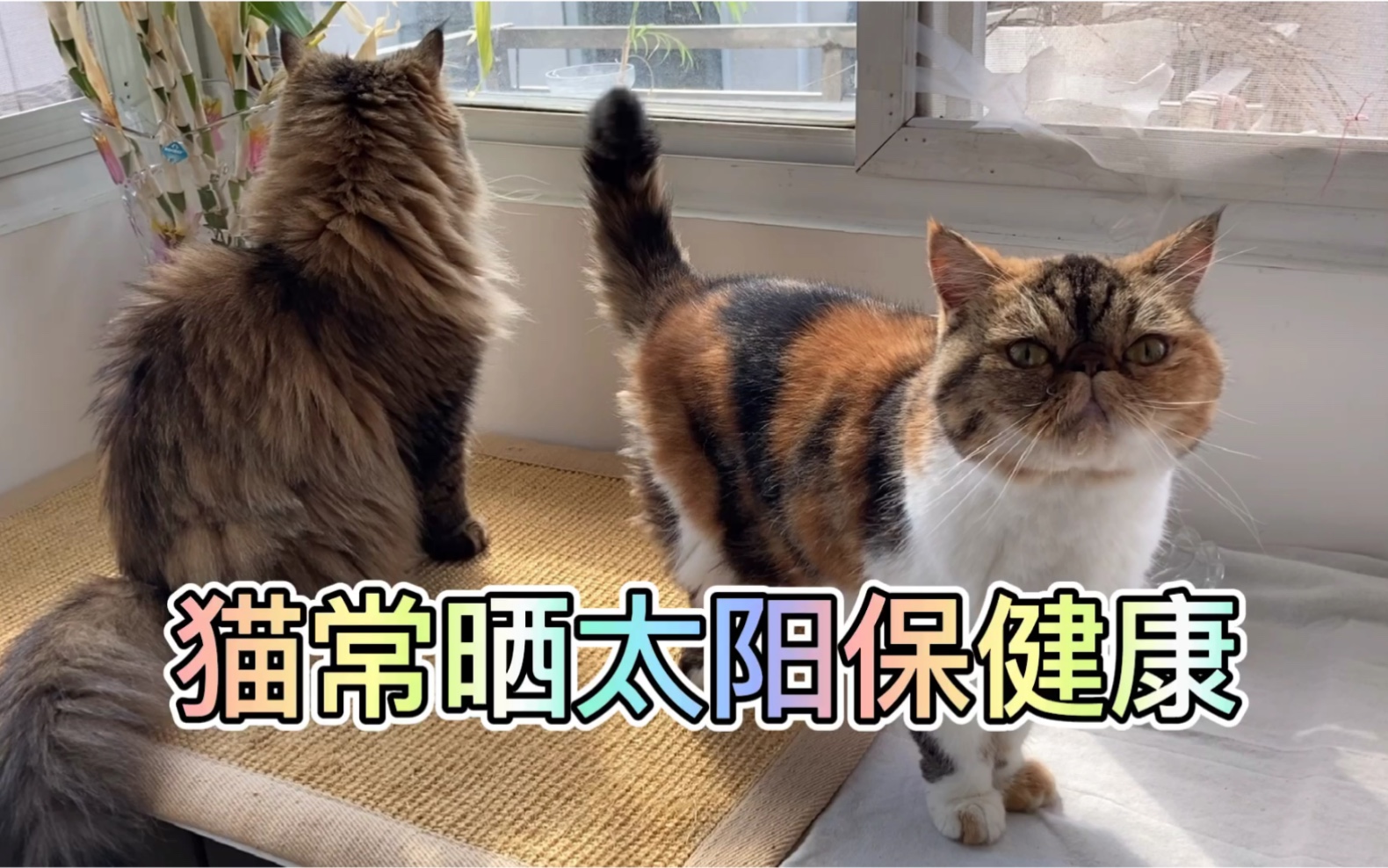 猫需要晒太阳吗哔哩哔哩bilibili