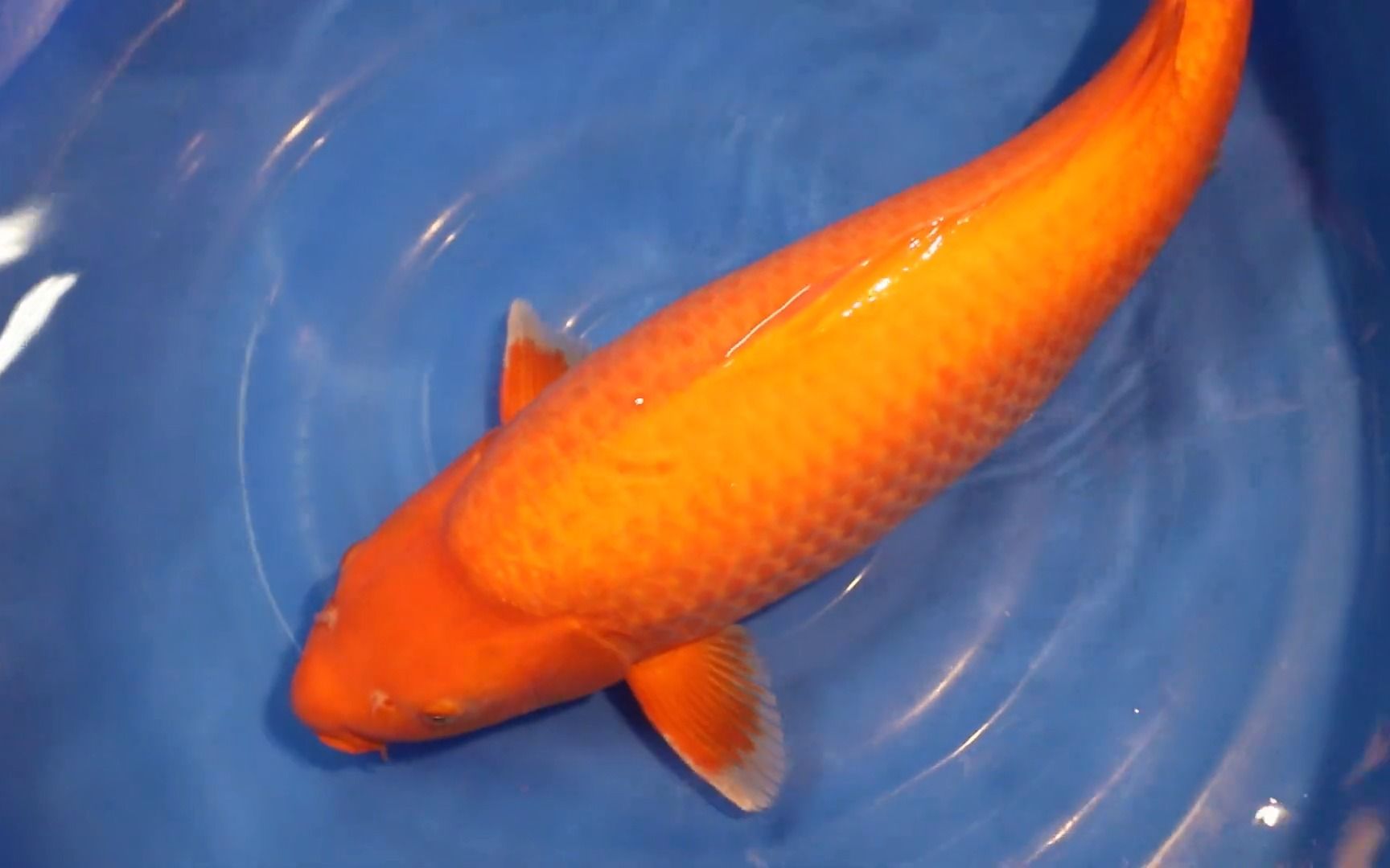 大日黄色魔法芥子锦鲤-3岁 72cm