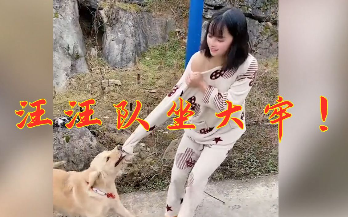 动物迷惑行为之汪汪队蹲大牢第二期