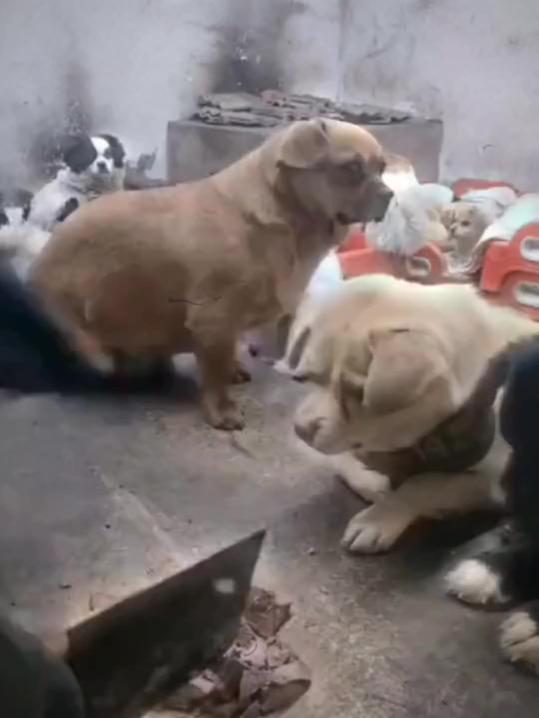 这盛世如你所愿