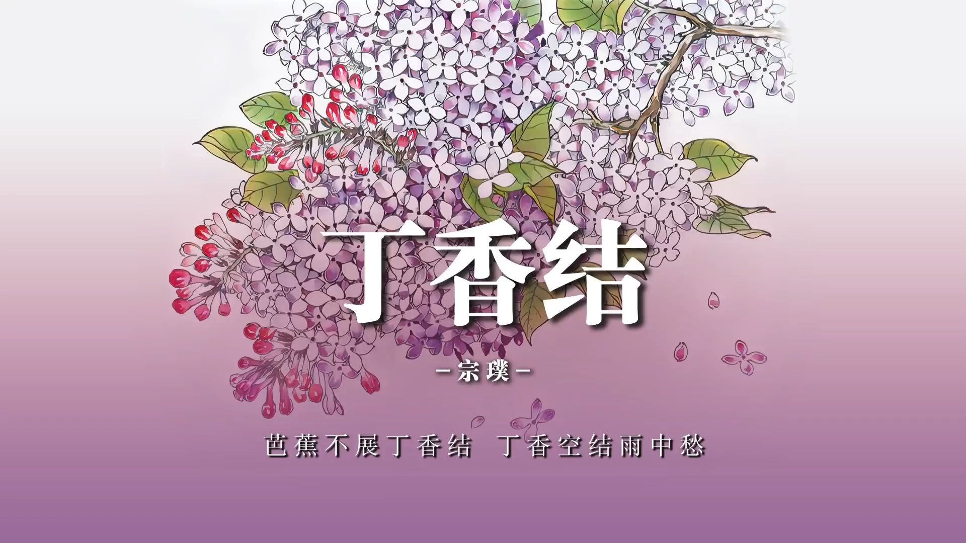 《丁香结》“芭蕉不展丁香结”“丁香空结雨中愁”哔哩哔哩bilibili