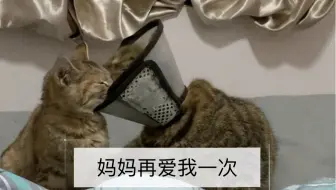 猫猫也要当男妈妈_哔哩哔哩_bilibili