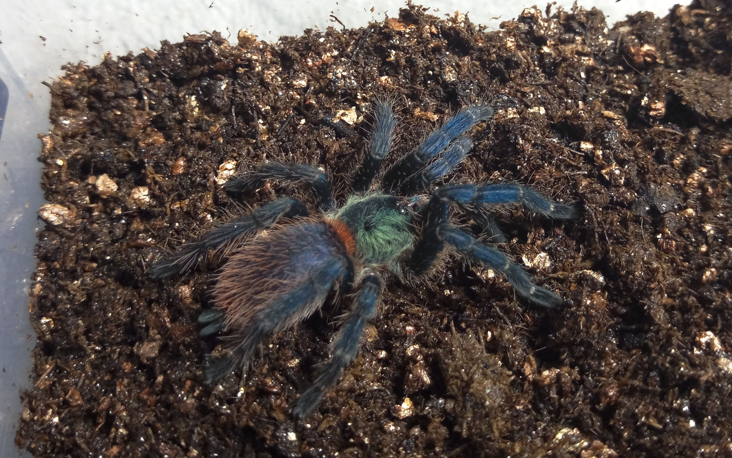 (地栖 树栖 穴居)蜘蛛 最最最 基本的环境布置_哔哩哔哩 (゜-゜)つロ