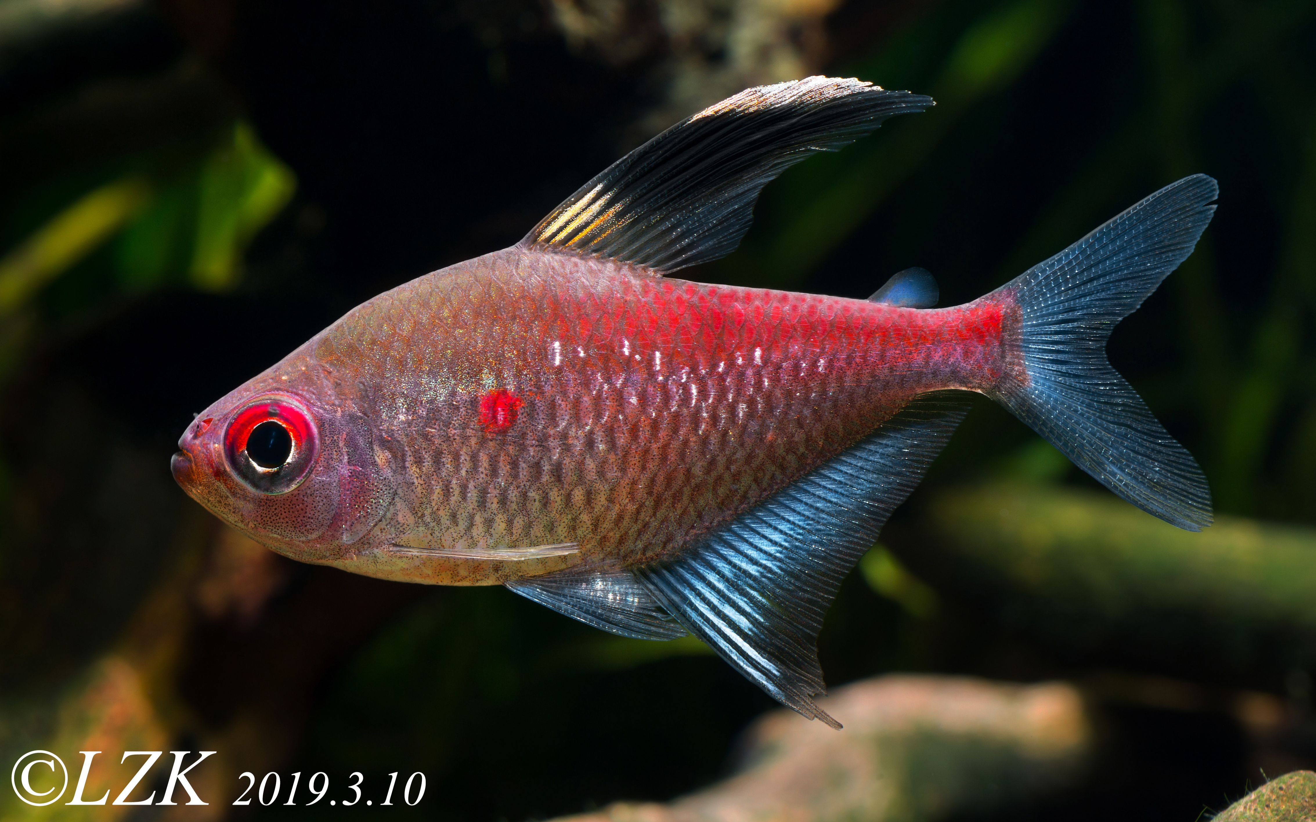 【自家鱼缸】 【灯鱼】 【热带鱼】紫背血心_哔哩哔哩 (゜-゜)つロ