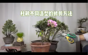 Descargar video: 杜鹃花不同造型的修剪方法，主要有2种，简单实用！赶紧看看