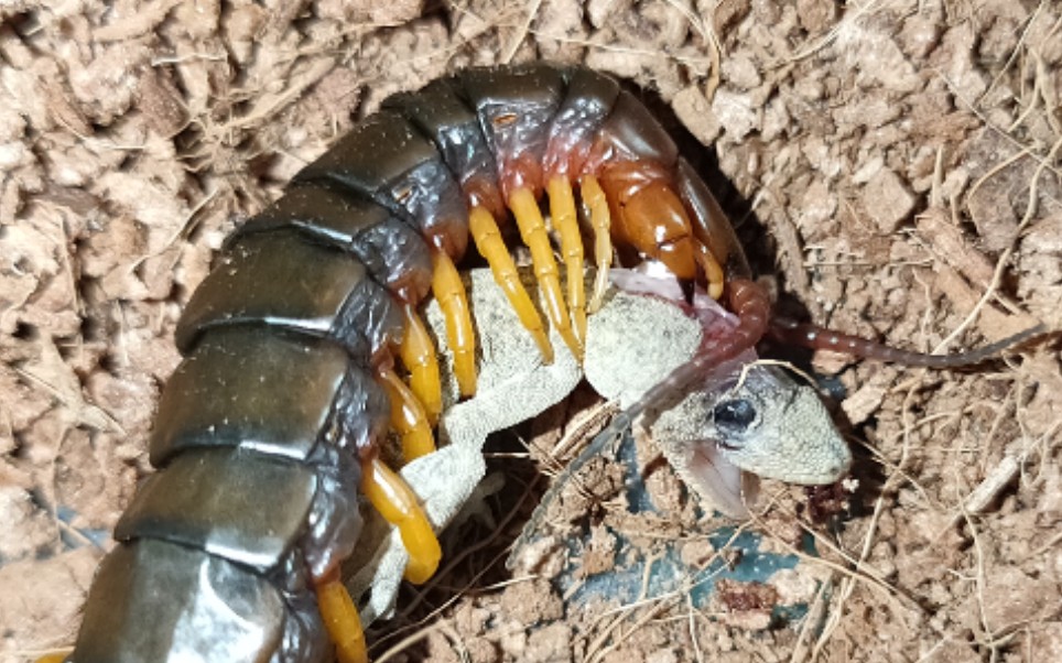 云南鎏金蜈蚣 吔 小壁虎