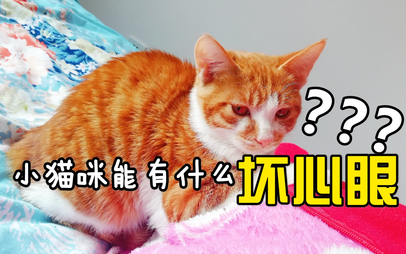 小猫咪能有什么坏心眼呢?