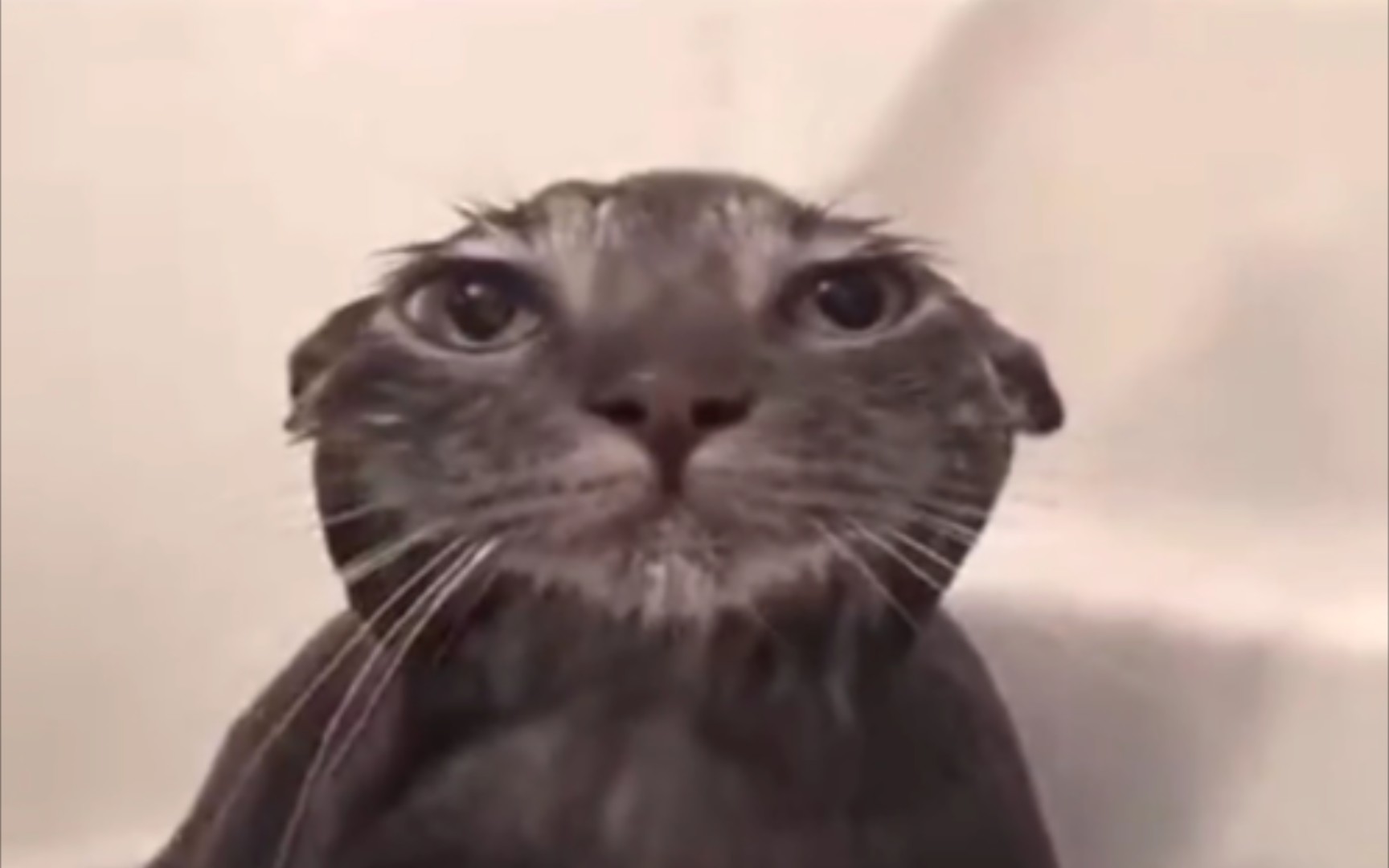 一群鬼畜的神精喵