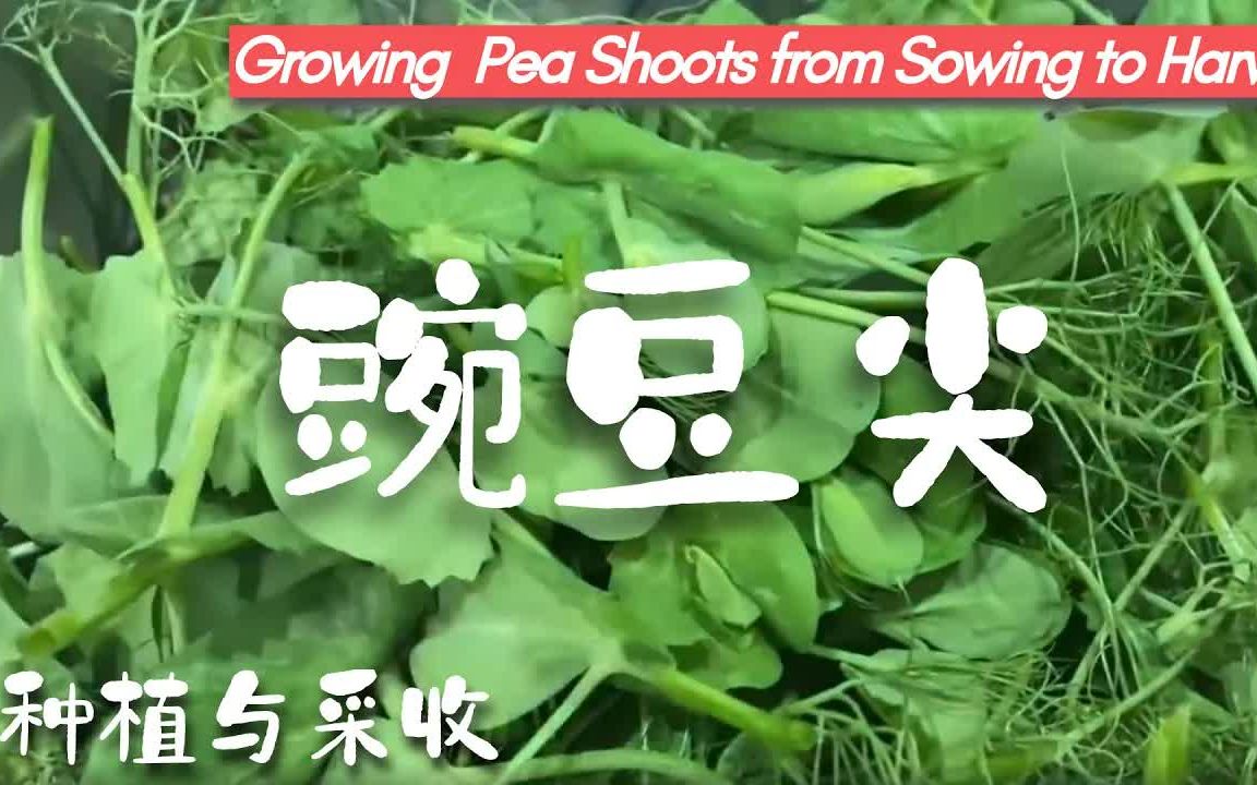 豌豆尖(苗)超好种!后院有机种植之豌豆尖的种植与采收哔哩哔哩bilibili