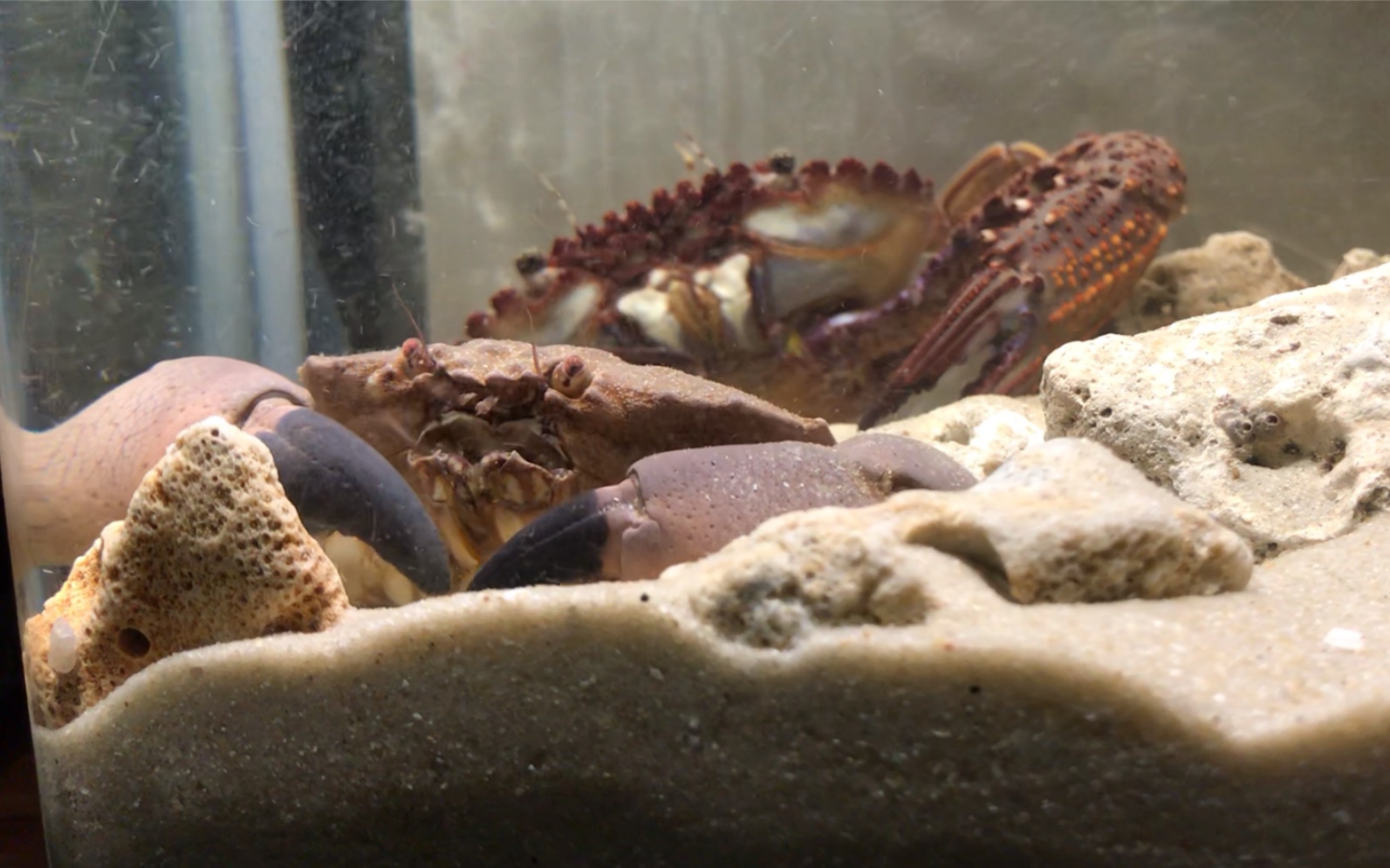 破裂哲扇蟹和一般通过的善泳蟳