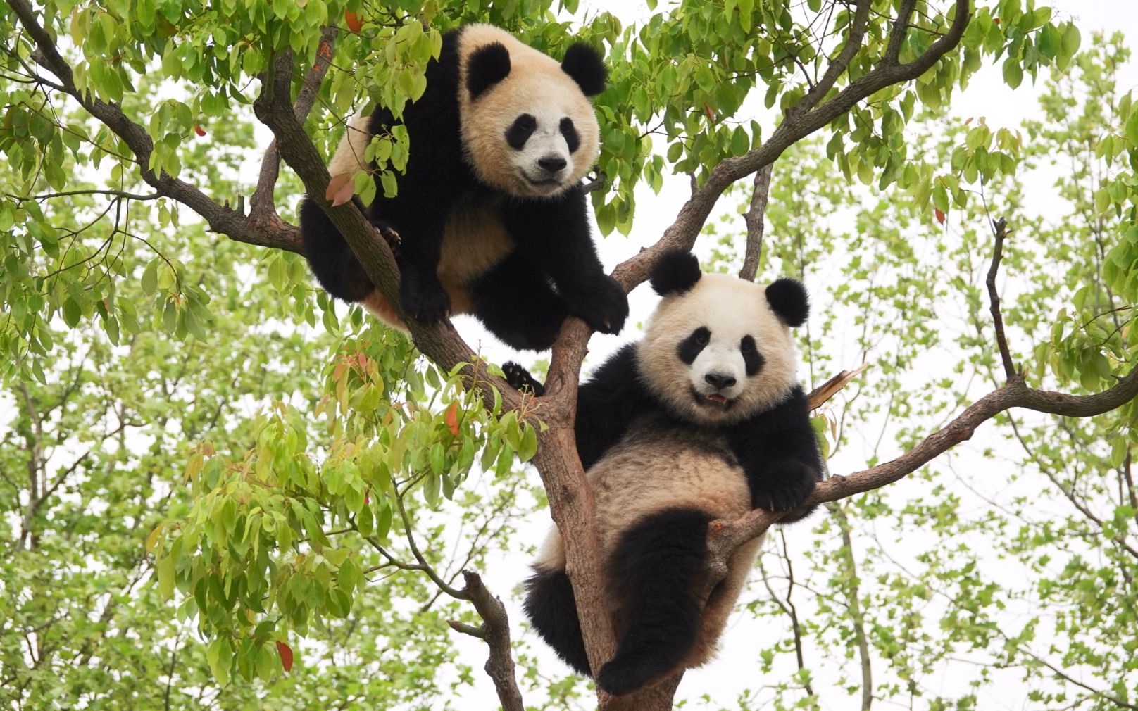 上树之后,更加神烦的雪宝#大熊猫雪宝