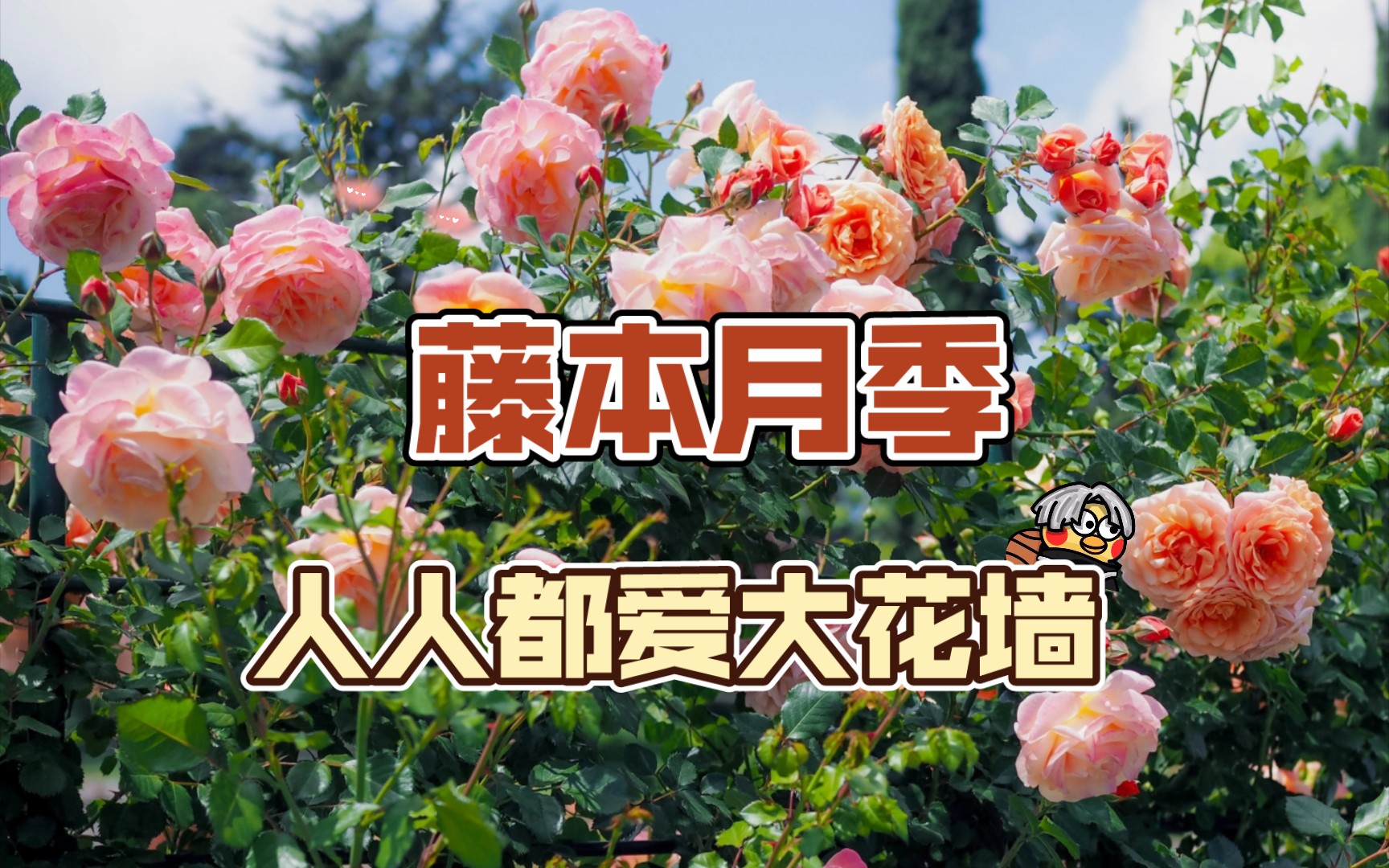 爬藤月季