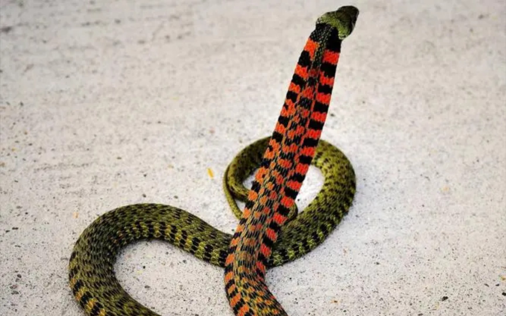 求助!蛇的骨骼标本