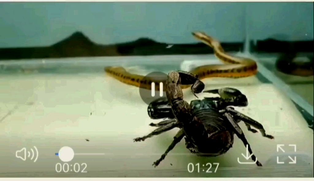 帝王蝎子vs蛇图片
