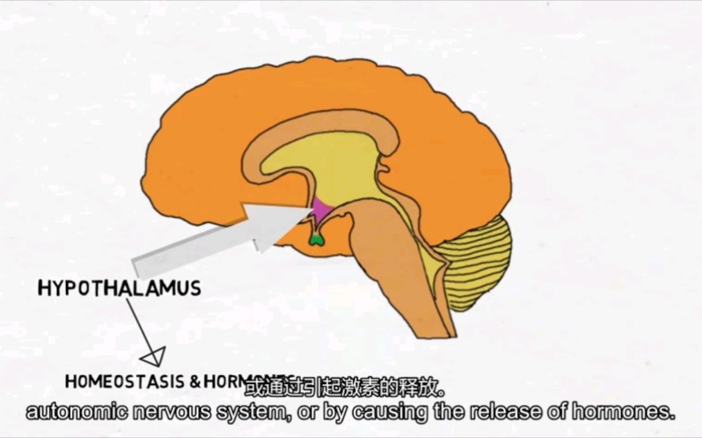中英文双语字幕版下丘脑垂体动画讲解