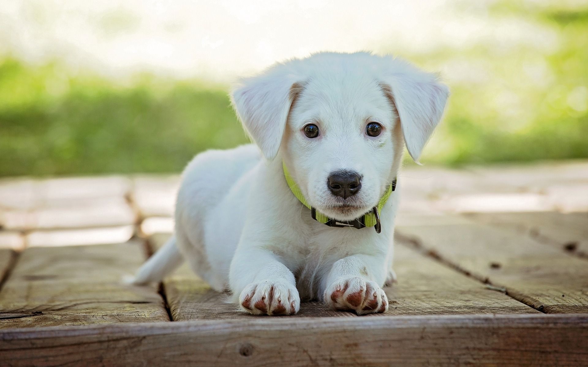 家里有两盆小狗狗是什么体验?