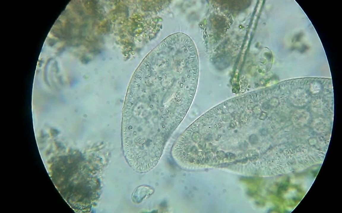 显微镜下的草履虫