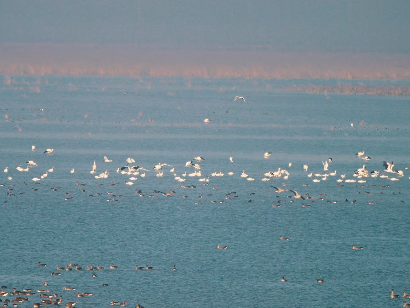 候鸟的天堂,一定一定要保护好#鄱阳湖