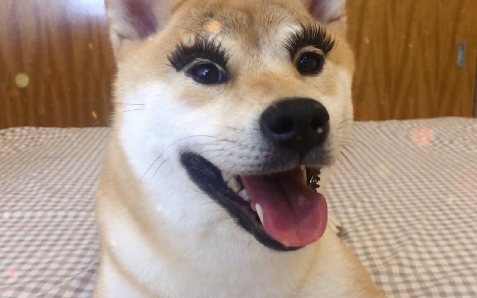 狗子贴上假睫毛真的会变美吗?