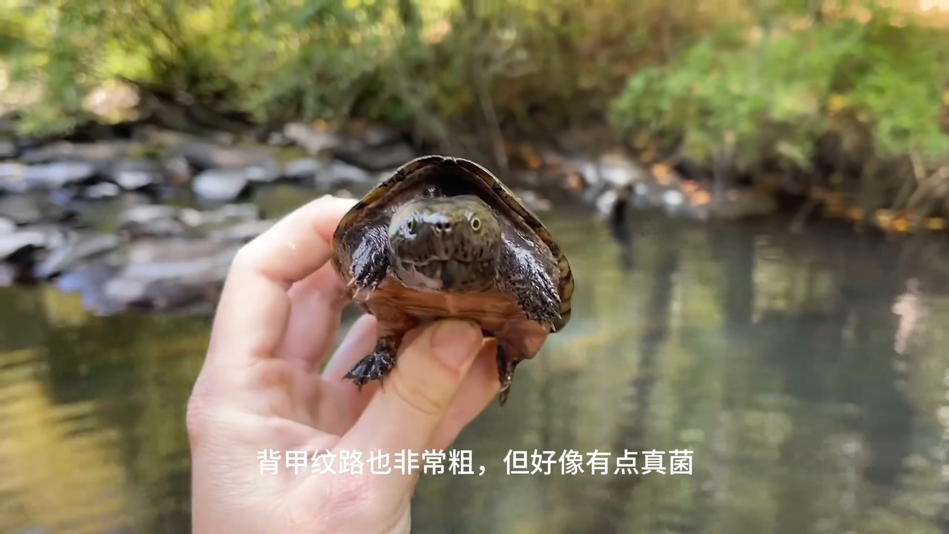 野采巨头蛋龟