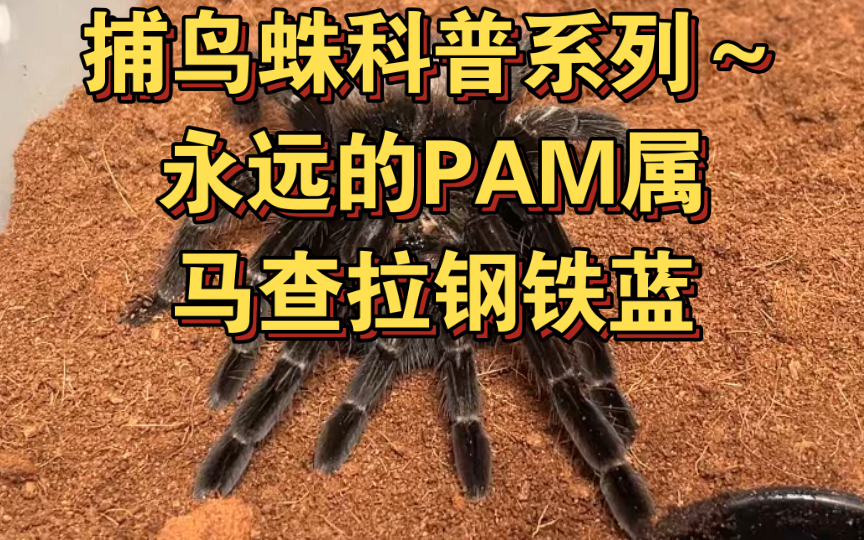 【爬友必看!】捕鸟蛛科普系列~pam属经典品种,马查拉钢铁蓝哔哩哔哩bilibili