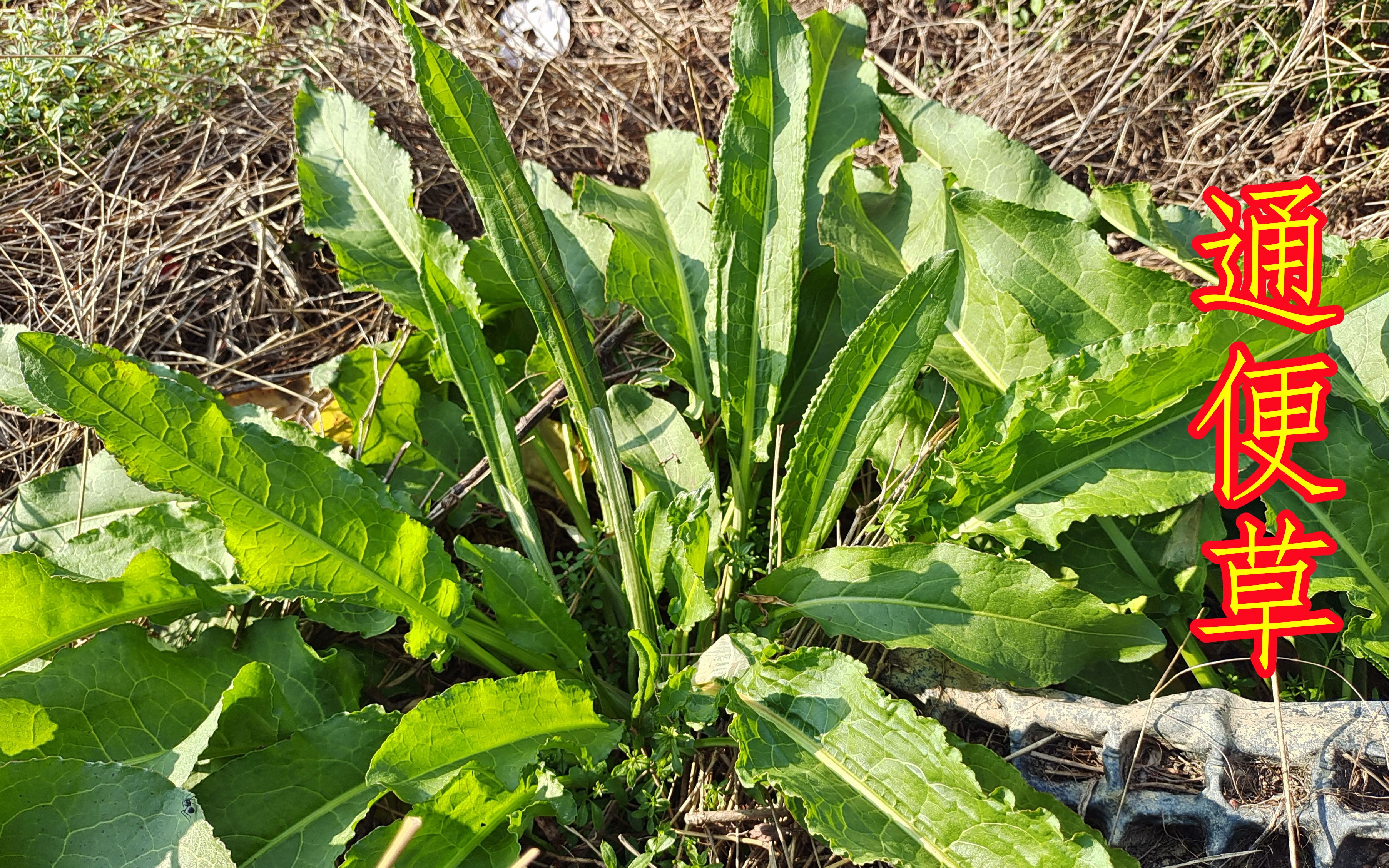 牛耳草的功效与作用(牛耳草:改善睡眠,缓解压力的天然良药)