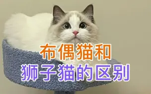 Télécharger la video: 布偶猫和狮子猫的区别