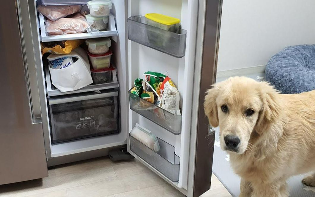 狗狗挑战开冰箱会成功吗?不愧是智商高的金毛犬!